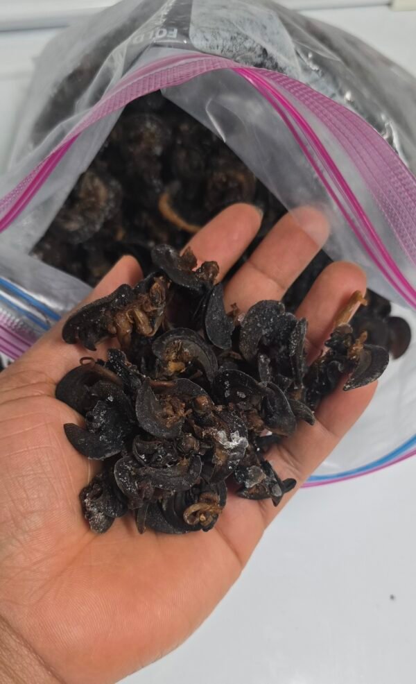Escargots séchés